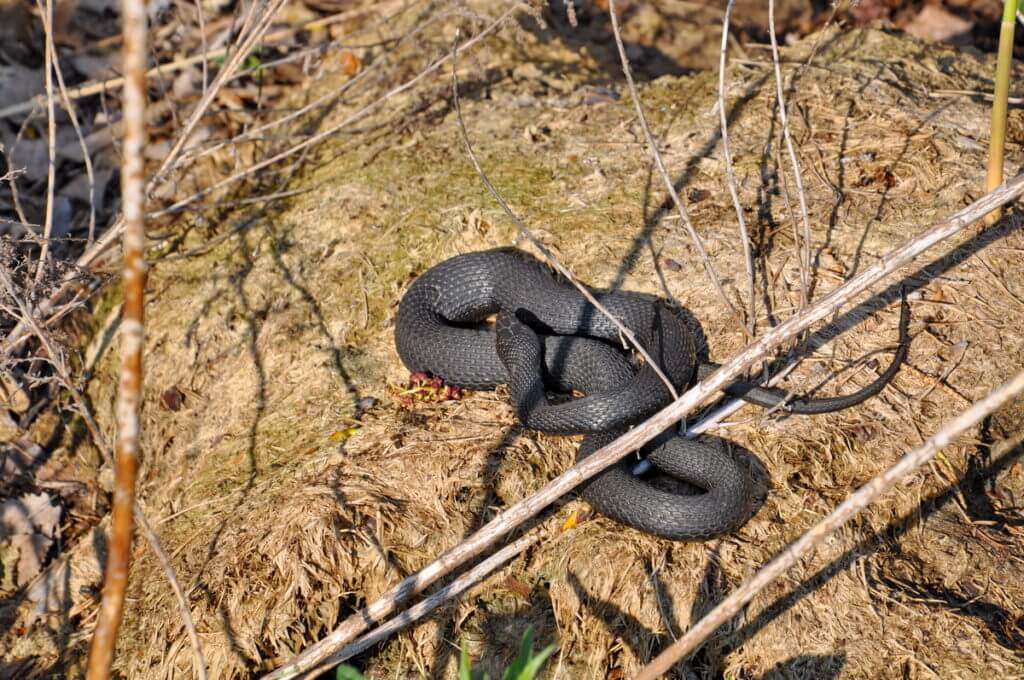 melanistic eastern garter snake, crown marsh, long point, ontario 
