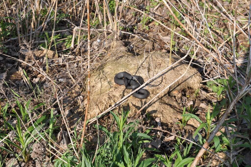 melanistic eastern garter snake, crown marsh, long point, ontario 