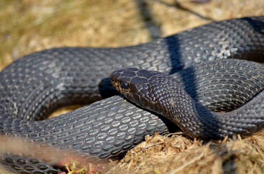 melanistic eastern garter snake, crown marsh, long point, ontario 