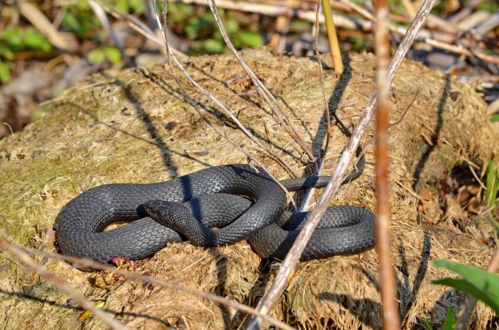 melanistic eastern garter snake, crown marsh, long point, ontario 