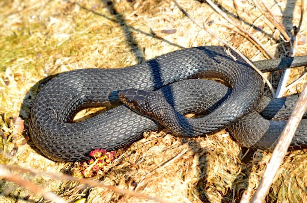 melanistic eastern garter snake, crown marsh, long point, ontario 
