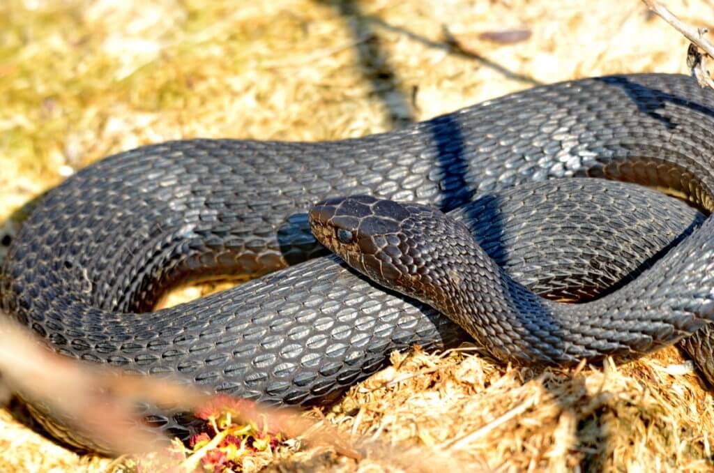 A Melanistic Eastern Garter Snake At Long Point In Ontario