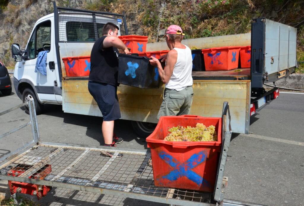 vineyard workers loading grapes onto a truck, cinque terre, italy