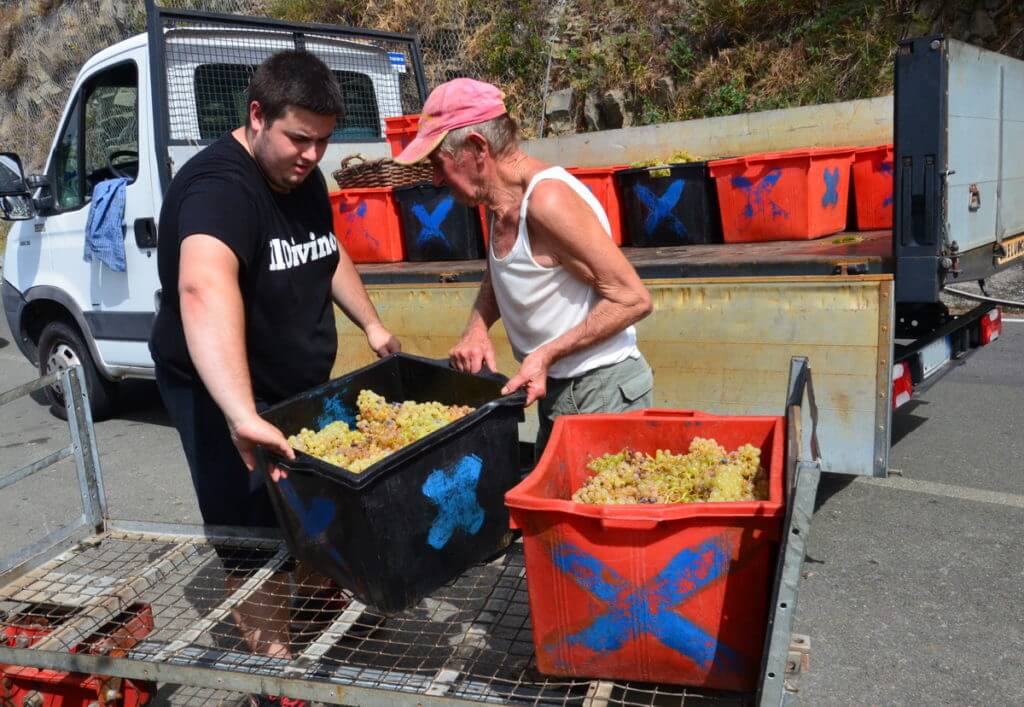 vineyard workers loading grapes onto a truck, cinque terre, italy
