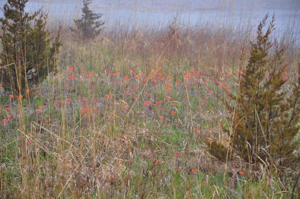 wild indian paintbrush flowers, the tip of long point, lake erie, ontario
