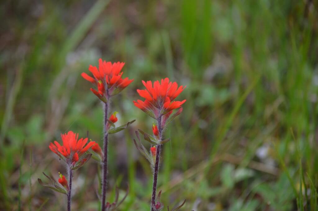 wild indian paintbrush flowers, the tip of long point, lake erie, ontario