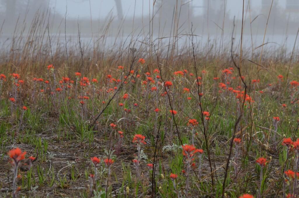 wild indian paintbrush flowers, the tip of long point, lake erie, ontario