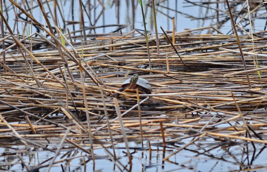 a midland painted turtle, the tip of long point, lake erie, ontario