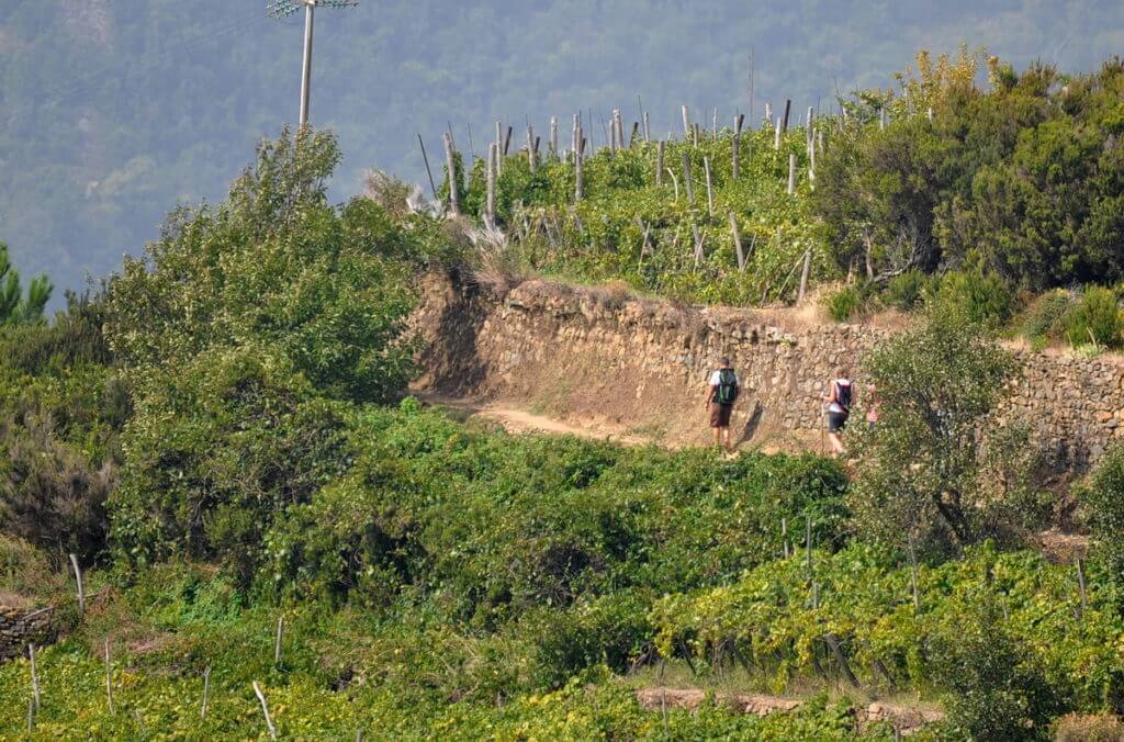 hiking trail beside a dry stone wall, cinque terre, italy