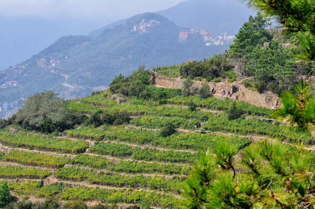 hiking trail across a terraced vineyard, cinque terre, italy