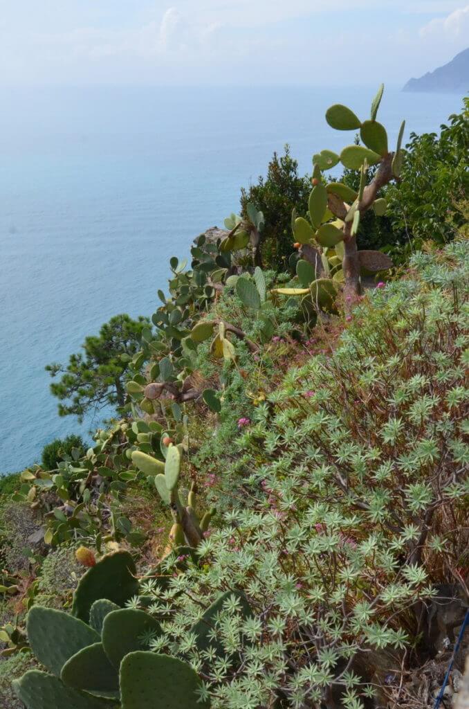 cacti and succulents, corniglia, cinque terre, italy