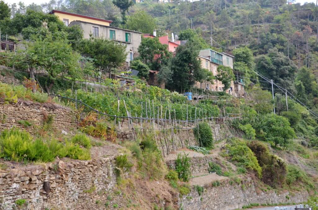 terraced vineyard, cinque terre, italy 