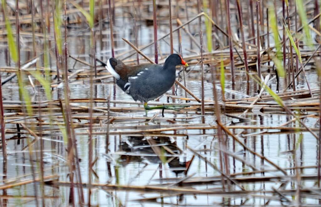 a common gallinule, the tip of long point, lake erie, ontario
