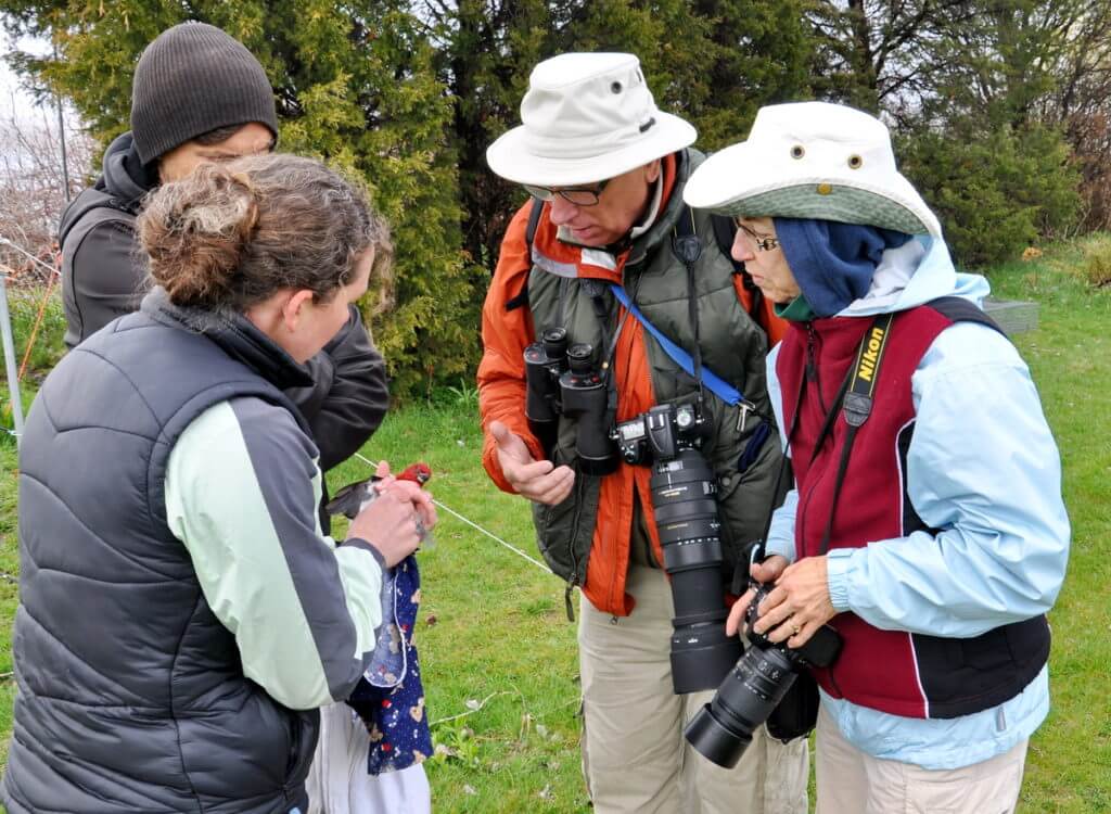 bob and jean look at a red-headed woodpecker to be banded, long point bird observatory, lake erie, ontario 