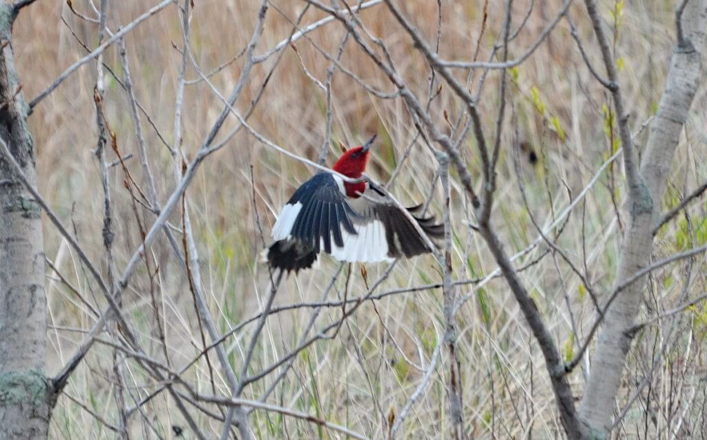 a red-headed woodpecker at the tip, long point, lake erie, ontario