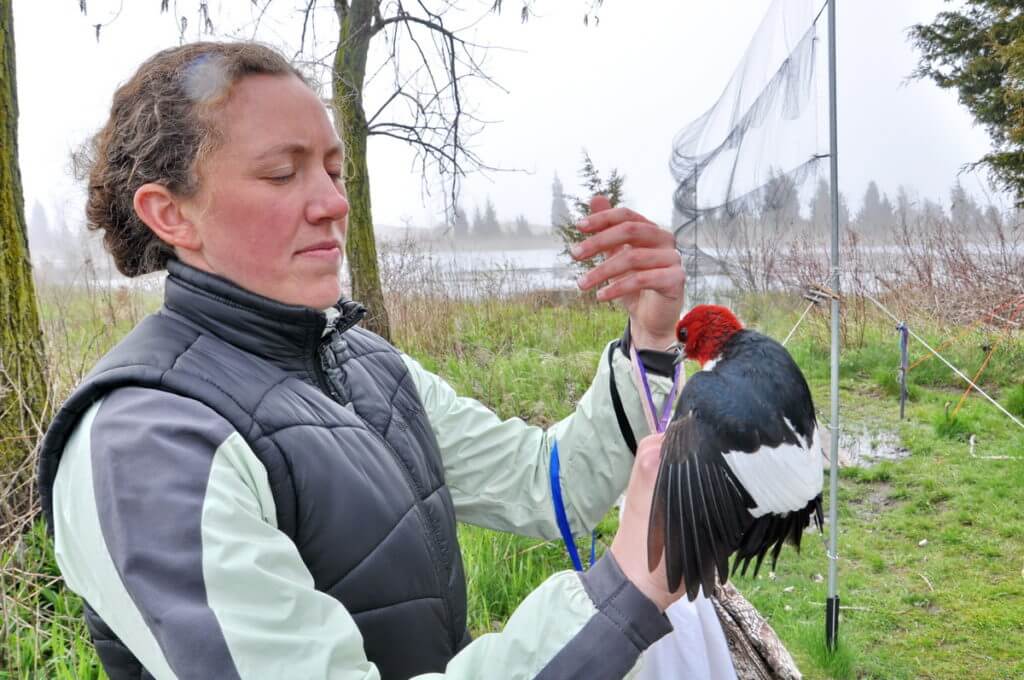a red-headed woodpecker to be banded, long point bird observatory, lake erie, ontario