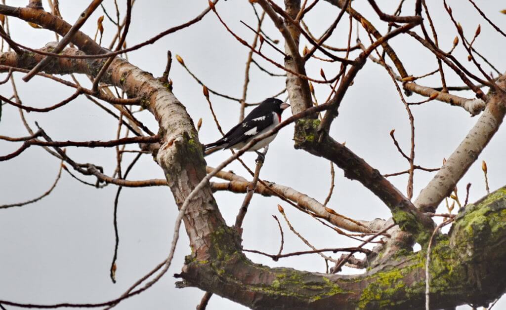 a rose-breasted grosbeak, the tip of long point, lake erie, ontario