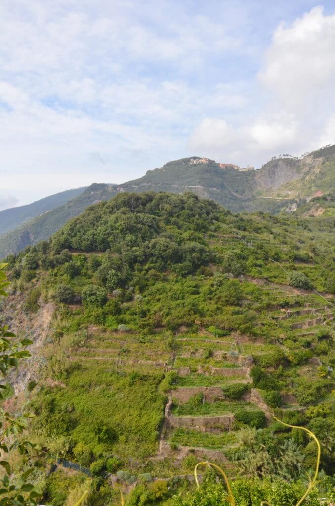 terraced slopes, san bernardino, cinque terre, italy