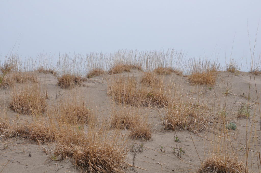 sand dunes, the tip of long point, lake erie, ontario