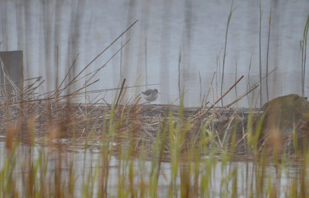 a spotted sandpiper in the fog, the tip of long point, lake erie, ontario