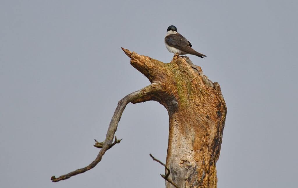 a tree swallow, the tip of long point, lake erie, ontario