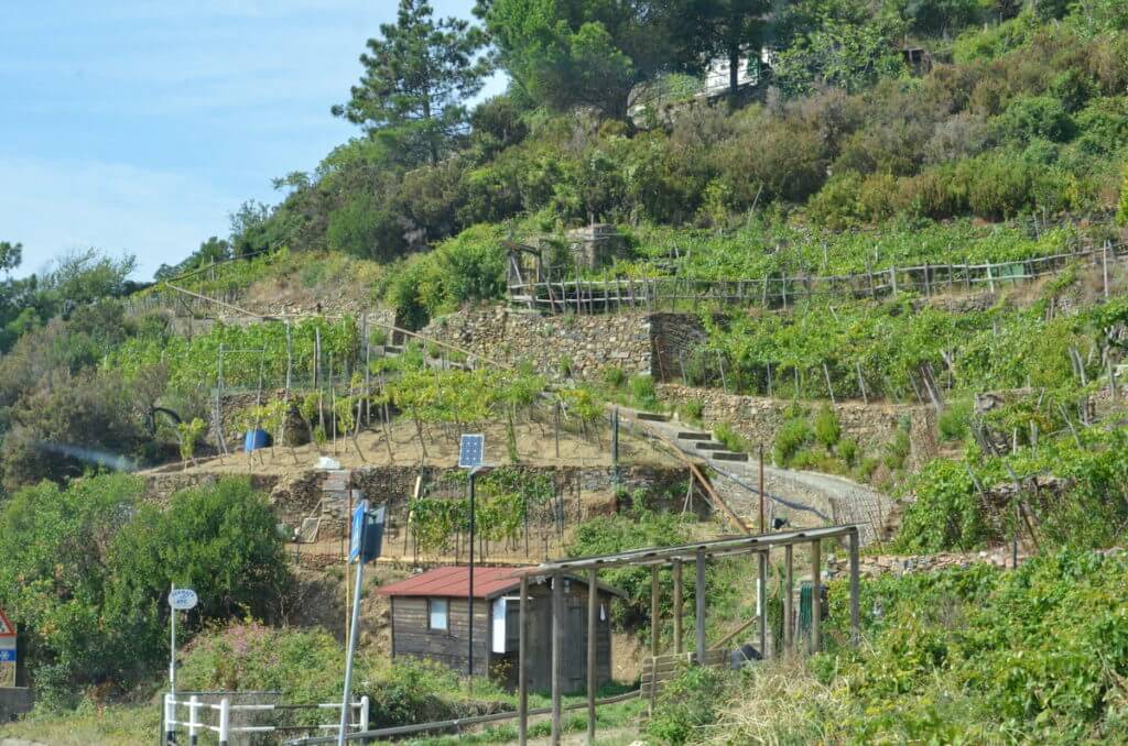 dry stone walls, cinque terre, italy