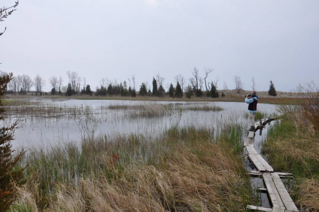 jean on a causeway across a marsh, the tip of long point, lake erie, ontario