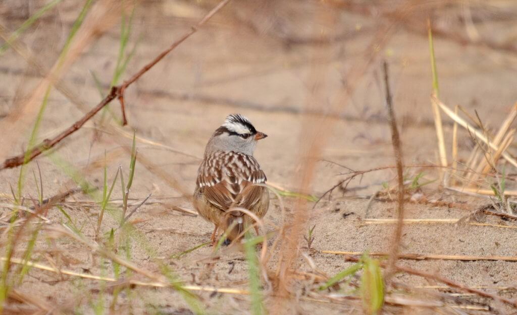 a white-crowned sparrow, the tip of long point, lake erie, ontario