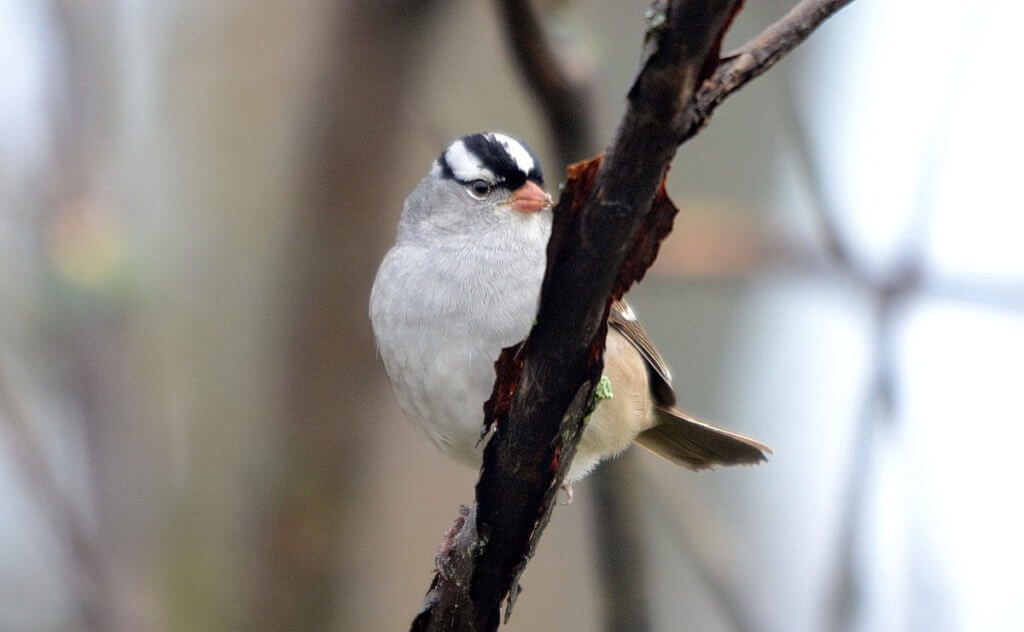 a white-crowned sparrow, the tip of long point, lake erie, ontario