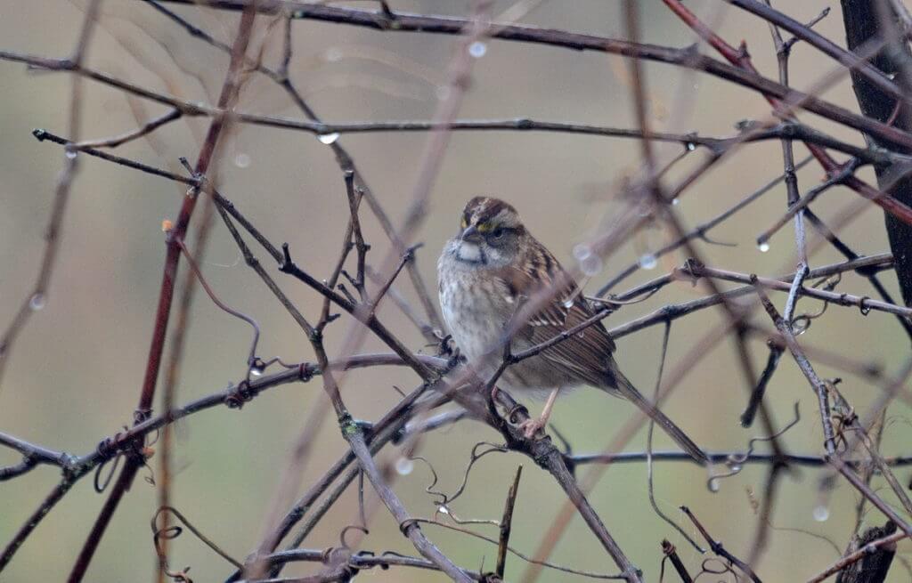 a white-throated sparrow, the tip of long point, lake erie, ontario