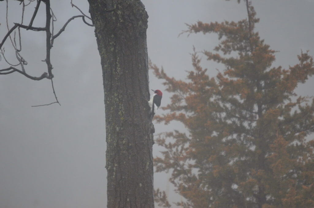 a red-headed woodpecker, the tip of long point, lake erie, ontario