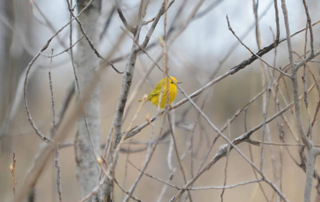 a yellow warbler, the tip of long point, lake erie, ontario