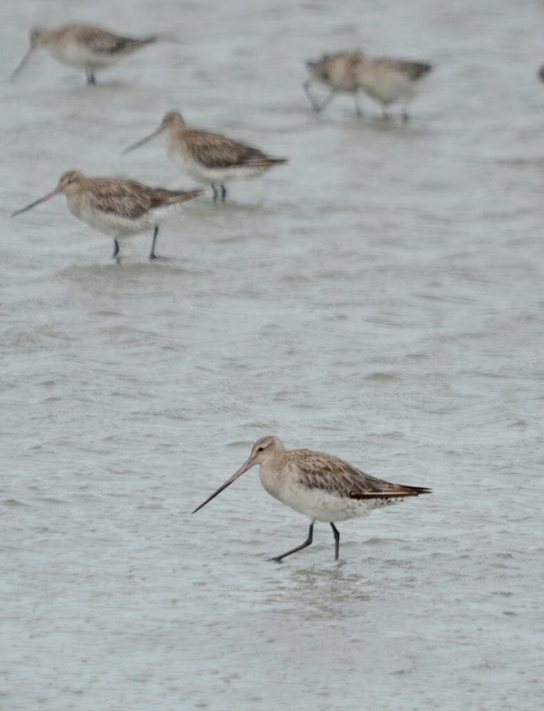 bar-tailed godwits, Pukorokoro Miranda Shorebird Centre, north island, new zealand