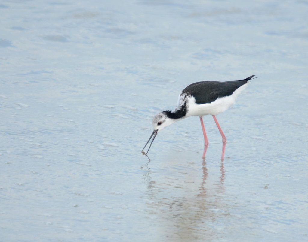 a juvenile pied stilt, Pukorokoro Miranda Shorebird Centre, north island, new zealand