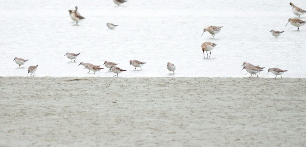red knots, Pukorokoro Miranda Shorebird Centre, north island, new zealand