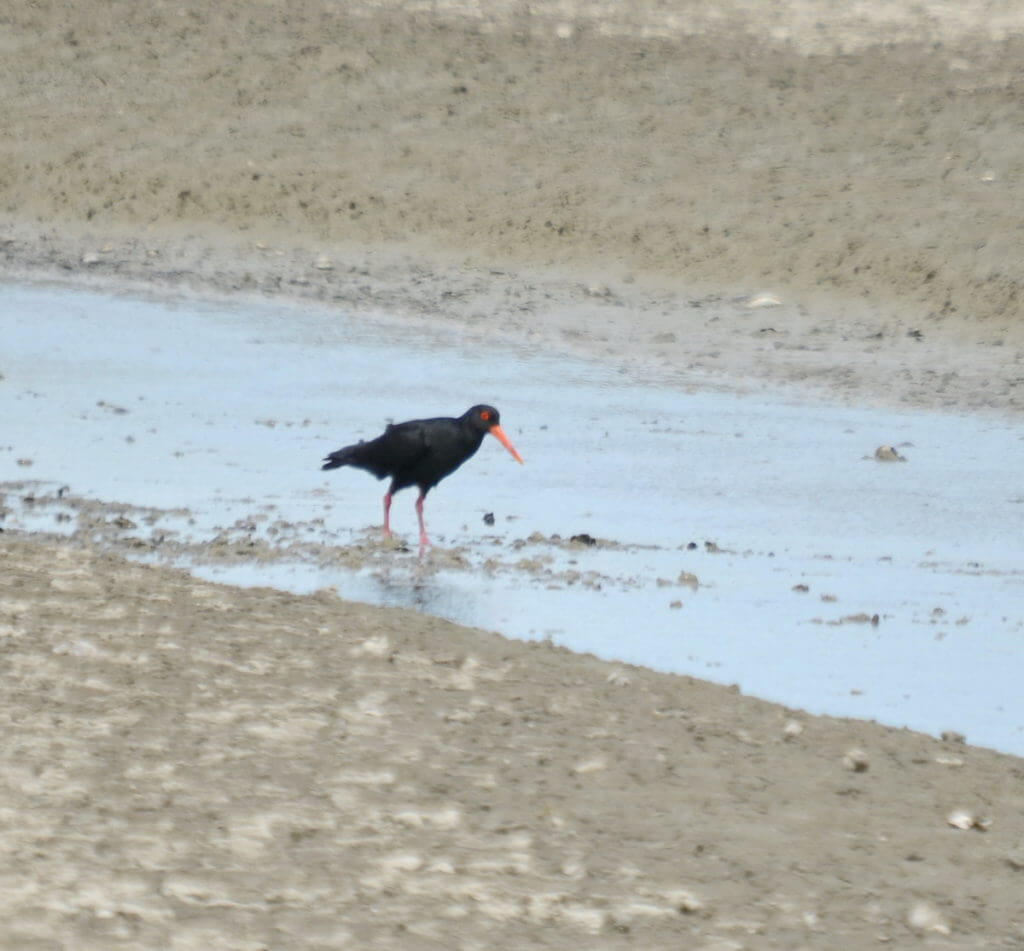 a variable oystercatcher, Pukorokoro Miranda Shorebird Centre, north island, new zealand