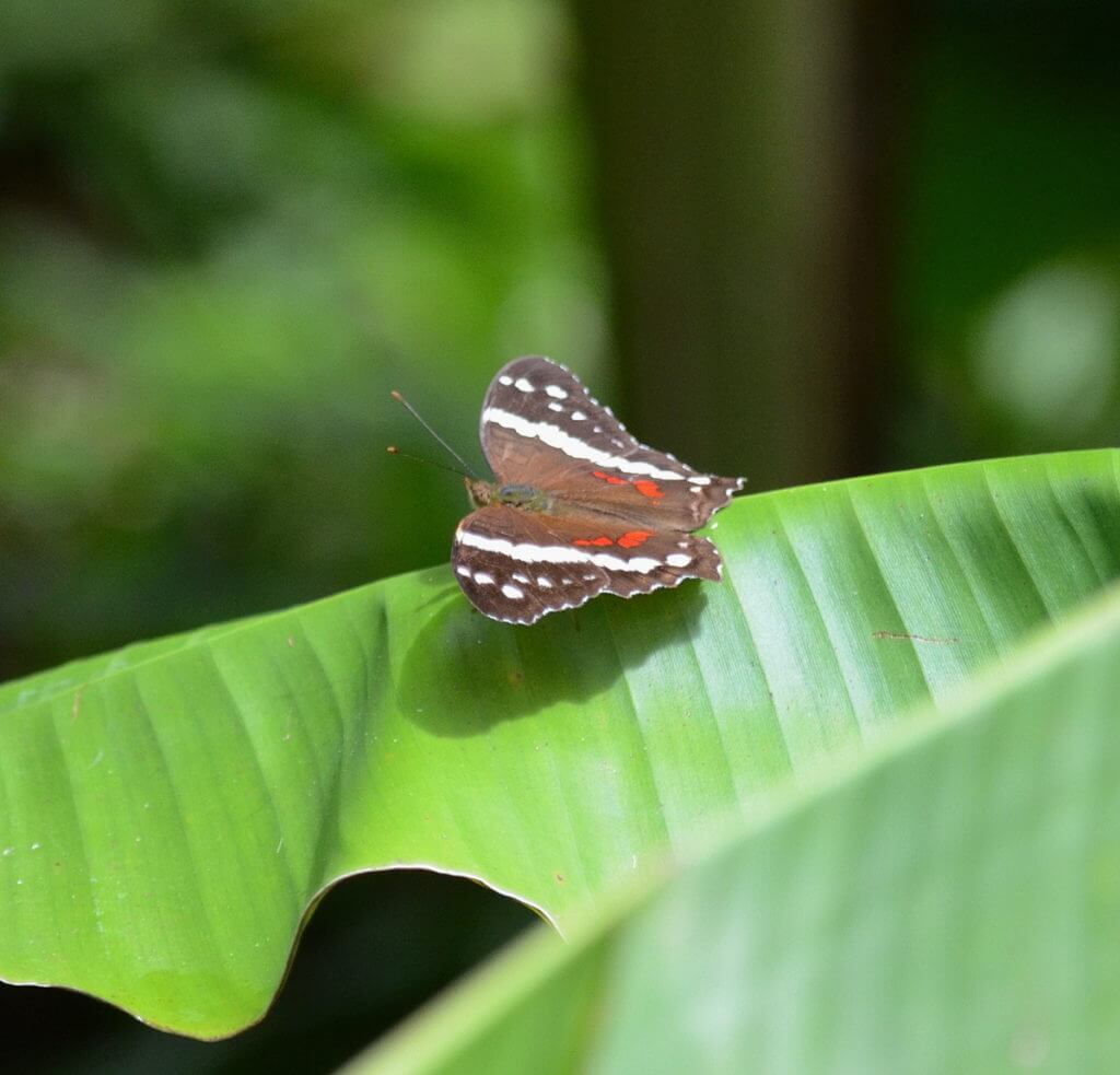 a banded peacock butterfly, kokoro lodge, la fortuna, costa rica