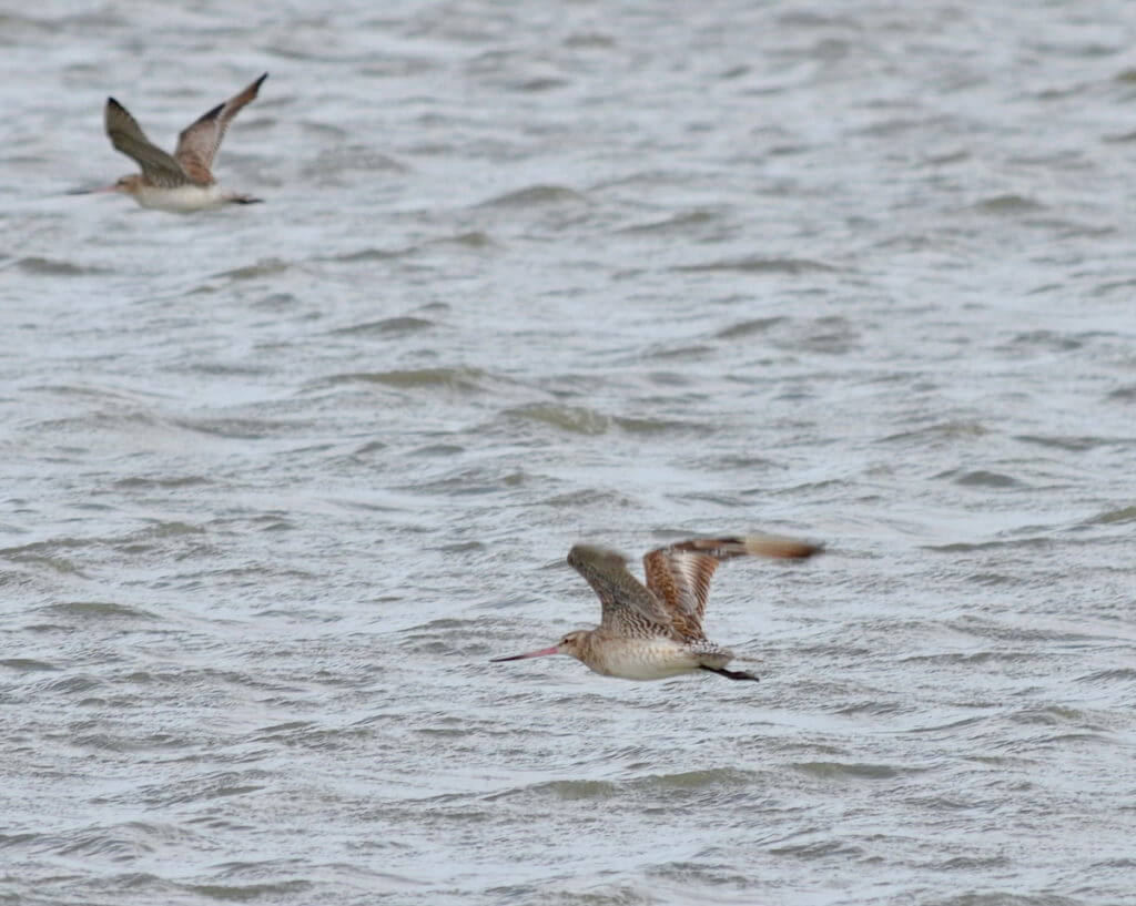 bar-tailed godwits, Pukorokoro Miranda Shorebird Centre, north island, new zealand