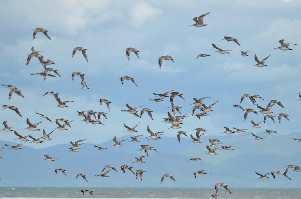 bar-tailed godwits, Pukorokoro Miranda Shorebird Centre, north island, new zealand