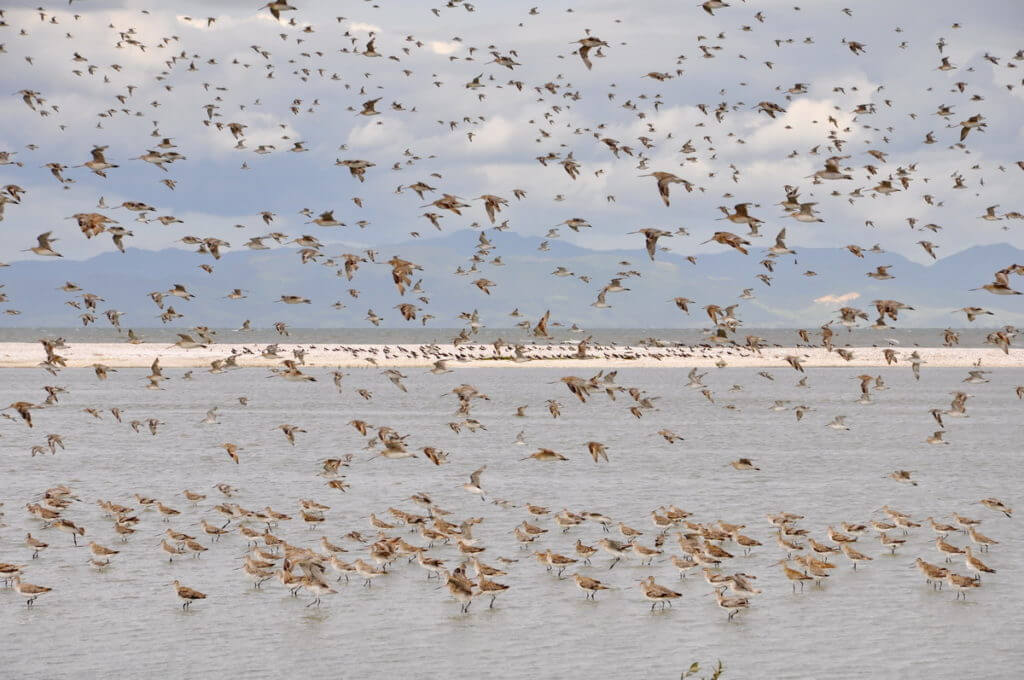 bar-tailed godwits, Pukorokoro Miranda Shorebird Centre, north island, new zealand