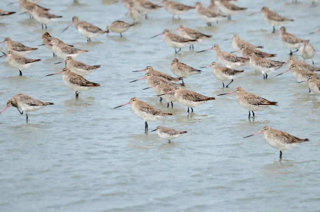 bar-tailed godwits and a red knot, Pukorokoro Miranda Shorebird Centre, north island, new zealand