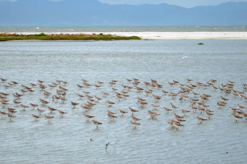 bar-tailed godwits, Pukorokoro Miranda Shorebird Centre, north island, new zealand