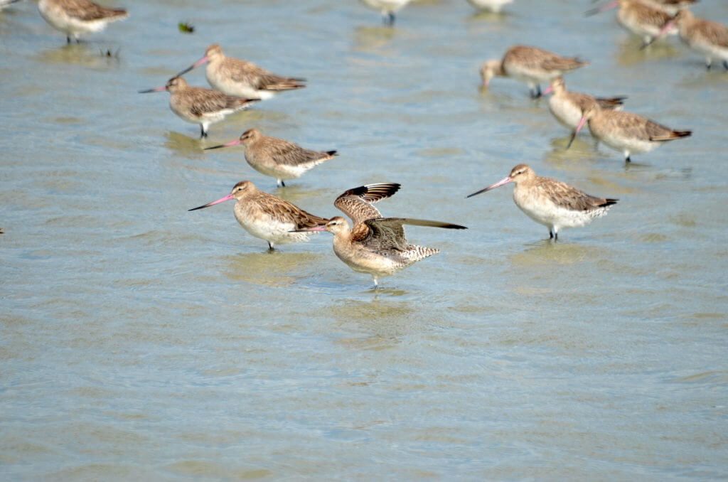 bar-tailed godwits, Pukorokoro Miranda Shorebird Centre, north island, new zealand