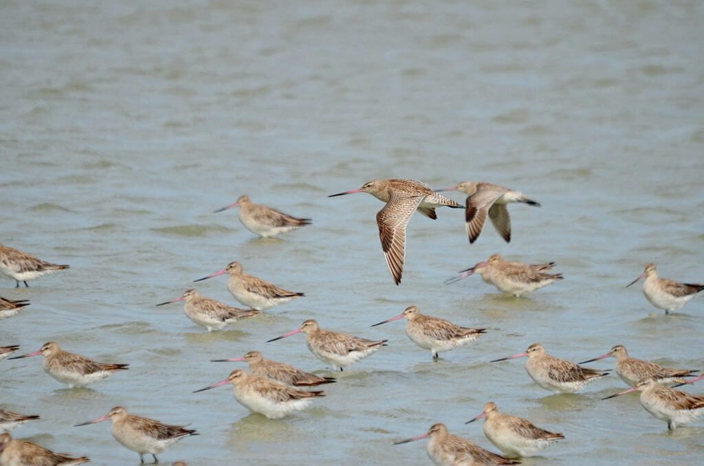 bar-tailed godwits, Pukorokoro Miranda Shorebird Centre, north island, new zealand