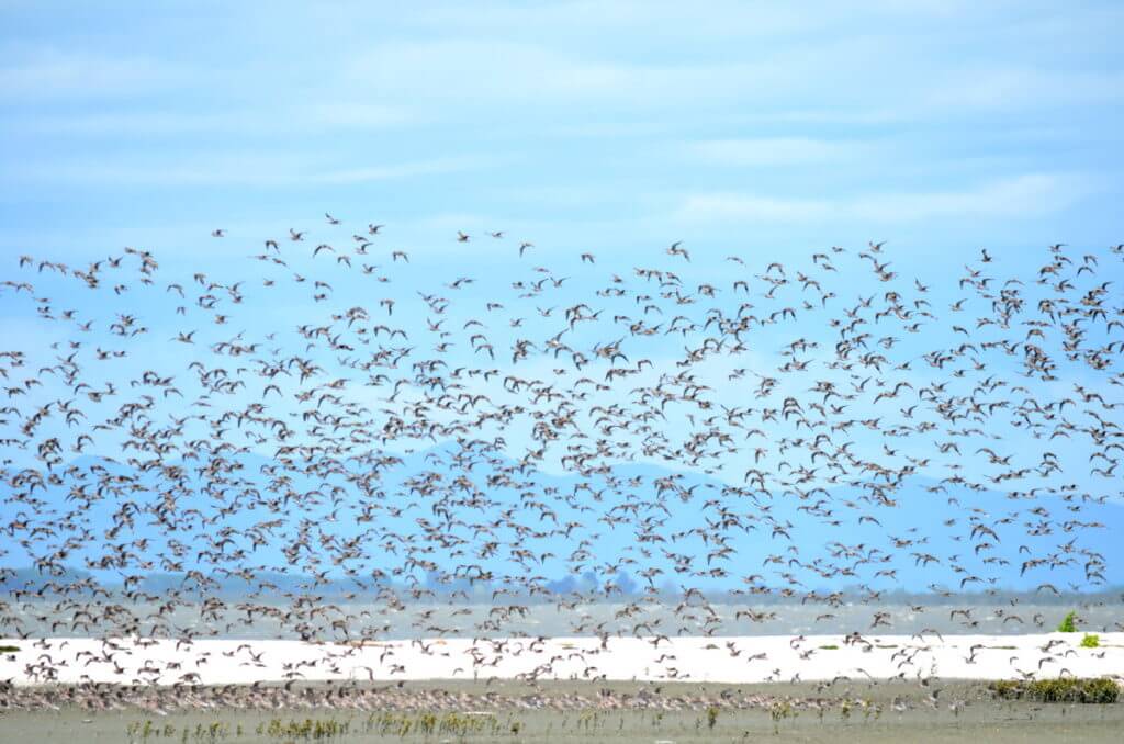 bar-tailed godwits, Pukorokoro Miranda Shorebird Centre, north island, new zealand