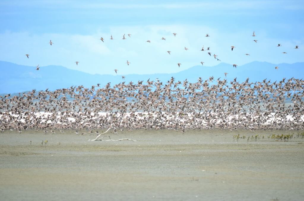 bar-tailed godwits, Pukorokoro Miranda Shorebird Centre, north island, new zealand