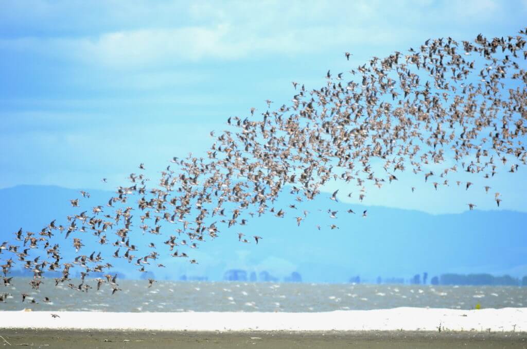 bar-tailed godwits, Pukorokoro Miranda Shorebird Centre, north island, new zealand