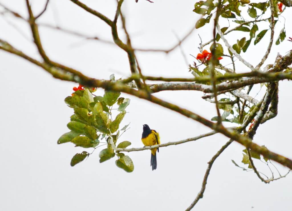 a black-cowled oriole, mistico arenal hanging bridges park, la fortuna, costa rica