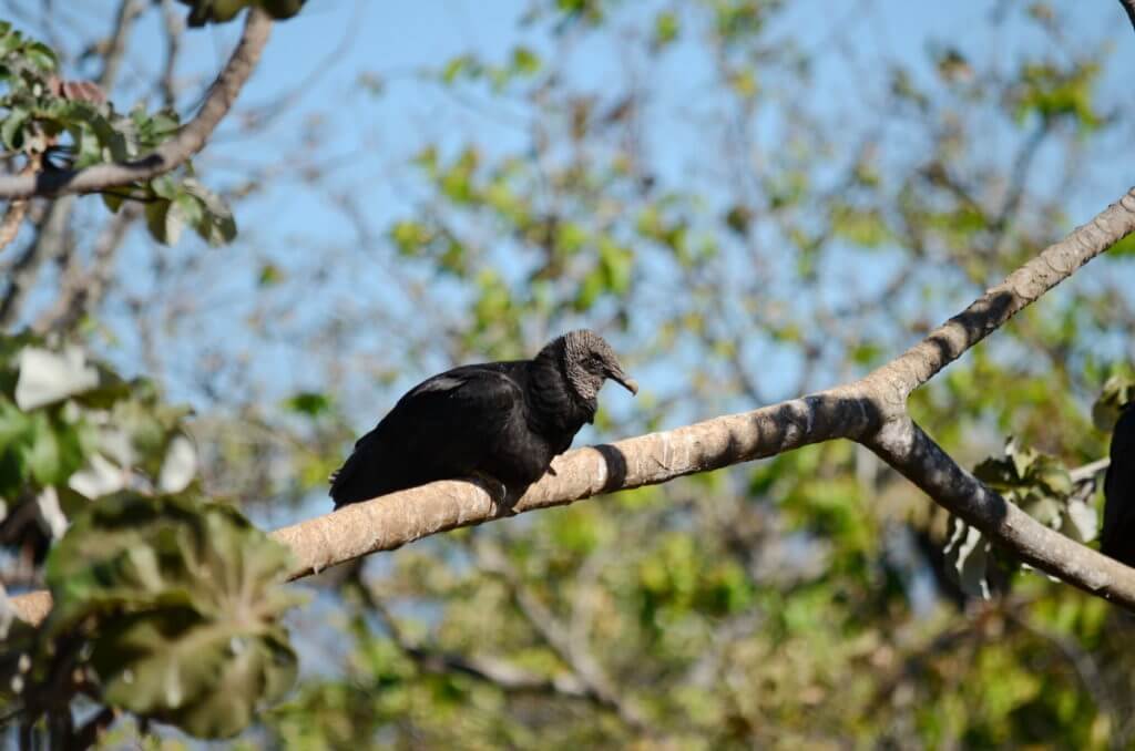 black vulture perched in a tree, costa rica