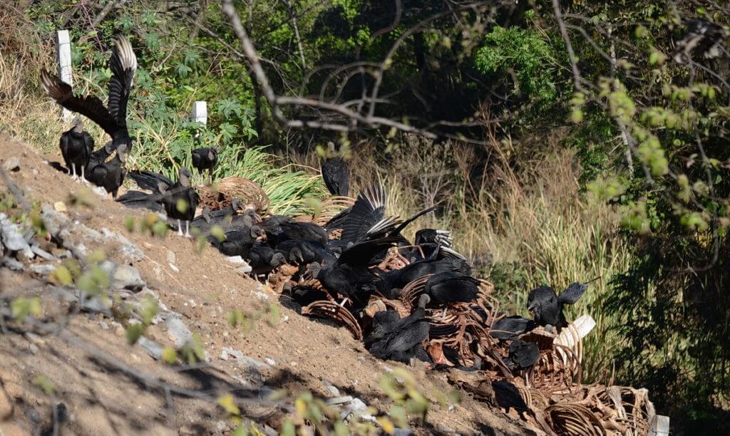 a wake of black vultures on skeletal remains, costa rica